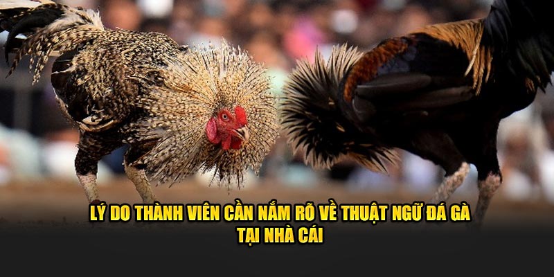 Hiểu thuật ngữ đá gà có ý nghĩa gì?