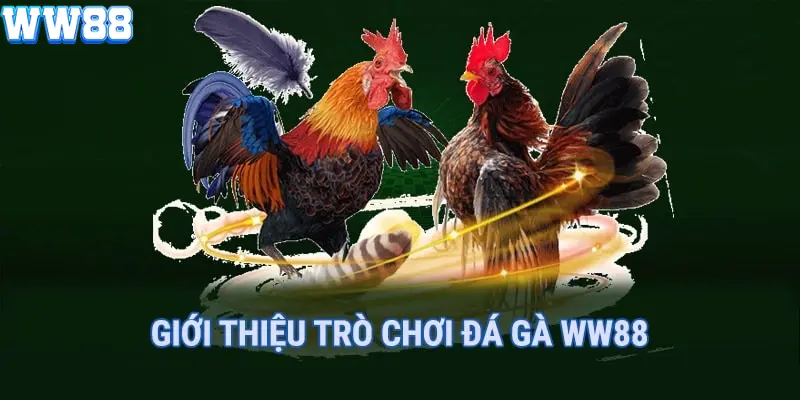 Thuật ngữ đá gà hiểu ra sao?